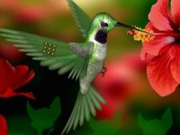 Wonderful Humming Bird Land Escape